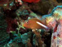 Arc Eye Hawkfish